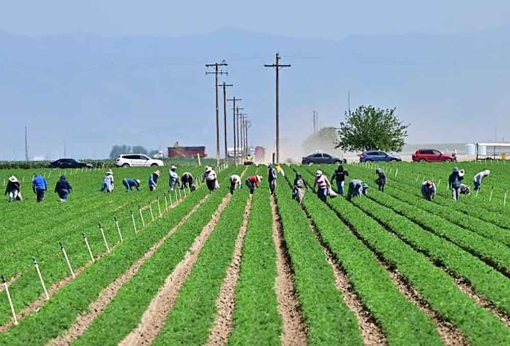 red latina stl, red latina periodico, trump, migracion, hoteles, agricultura